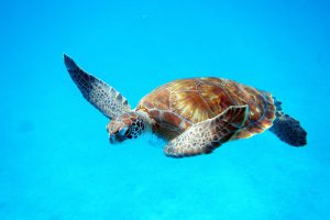 Snorkel in Barbados and get the chance to see turtles