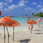 Flamingos - Aruba holiday deals with SN Travel