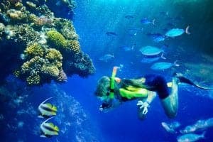 Group of coral fish in  blue water.Scuba diver.