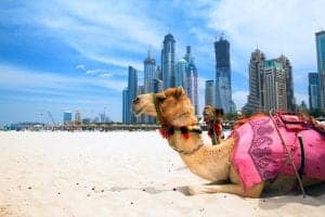 dubai camel