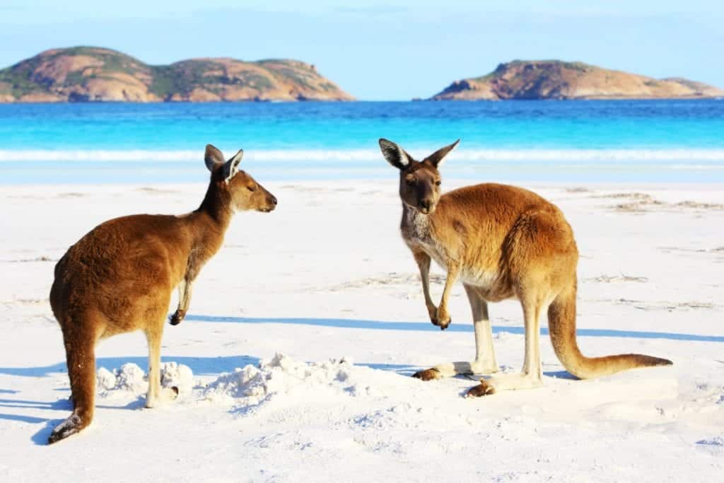 Kangaroos on the beach in Australia