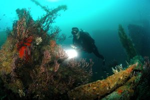 Diving in Tobago