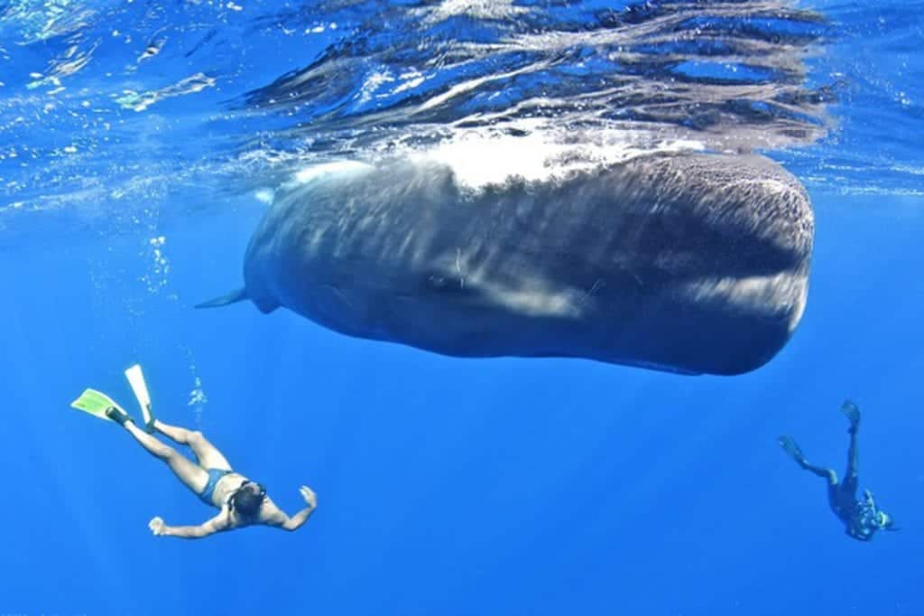 Swimming with whales on holiday in Dominica