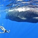 Swimming with whales on holiday in Dominica