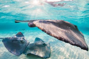 Sunset with stingrays at Stingray City, Grand Cayman, Cayman Islands.